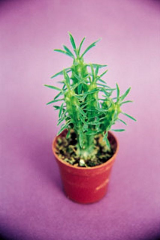 Euphorbia Clava.jpg
